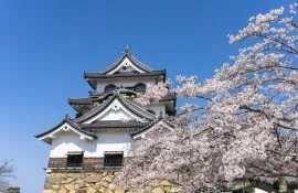 Hikone Castle built in 1622, a popular spot for its cherry blossoms