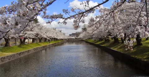 Les cerisiers du parc de Tsuruoka